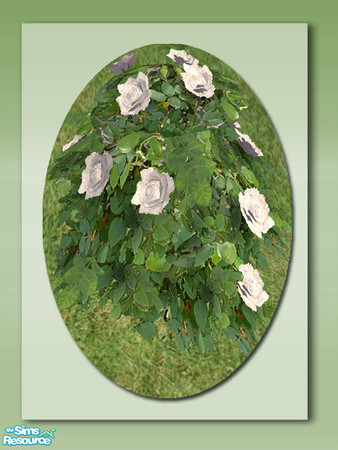 Sims 2 — Traditional Rose Bush - White by Shakeshaft — Part of a set of colourful Rose Bushes for your Sims gardens, set