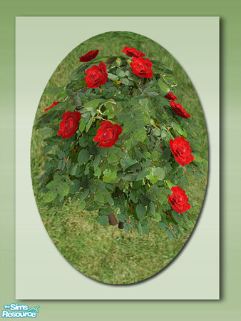 Sims 2 — Traditional Rose Bush - Mesh by Shakeshaft — Part of a set of colourful Rose Bushes for your Sims gardens, set