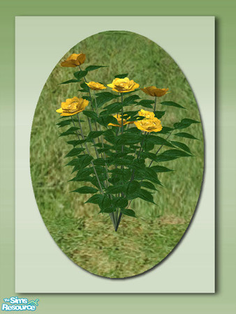 Sims 2 — Garden Roses - Yellow by Shakeshaft — Part of a set of colourful roses to brighten up your Sims garden, you can