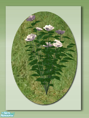 Sims 2 — Garden Roses - White by Shakeshaft — Part of a set of colourful roses to brighten up your Sims garden, you can