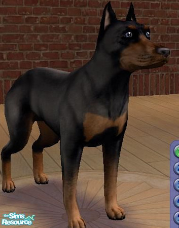 Sims 2 — Better Looking Doberman by meatochika — I didn't like the original doberman because it didn't look as tough and