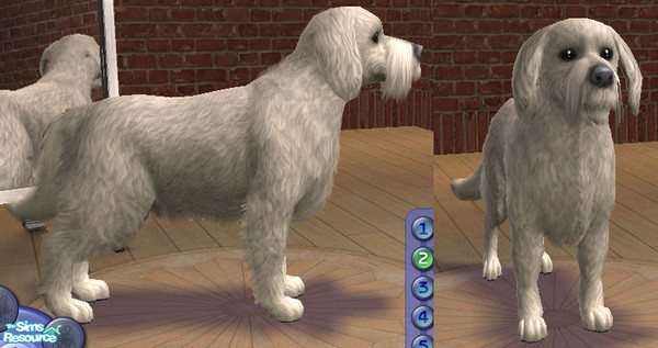 Sims 2 — Einstein Retriever by Razzer — Whenever you need a genius ;)