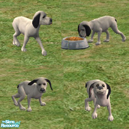 Sims 2 — Peanut by CLAS — I call him Peanut, do you know why? I think he has a very famous brother.