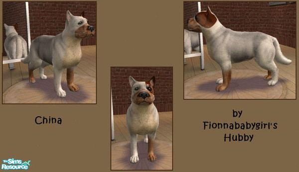 Sims 2 — China by fionnababygirl — China is a mixture of different breeds. Mum is a Richmond Terrier/Rotweiler cross and