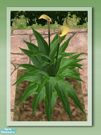 Sims 2 — Garden Rockery - Peace Lily Yellow by Shakeshaft — Part of the Garden Rockery Set, build a colourful rockery for