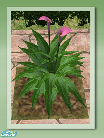 Sims 2 — Garden Rockery - Peace Lily Pink by Shakeshaft — Part of the Garden Rockery Set, build a colourful rockery for