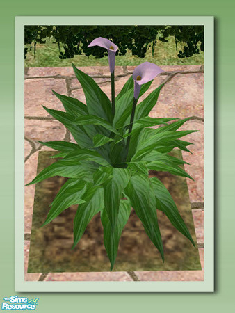 Sims 2 — Garden Rockery - Peace Lily Lilac by Shakeshaft — Part of the Garden Rockery Set, build a colourful rockery for