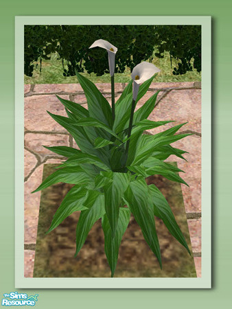 Sims 2 — Garden Rockery - Peace Lily by Shakeshaft — Part of the Garden Rockery Set, build a colourful rockery for your
