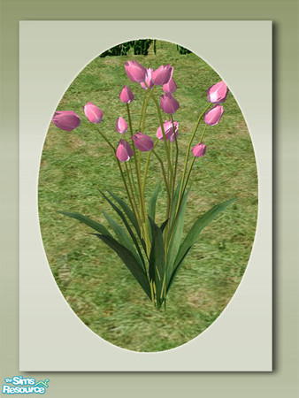 Sims 2 — Garden Tulips - Pink by Shakeshaft — Part of a colourful set of Tulips to brighten up your sims gardens,you can