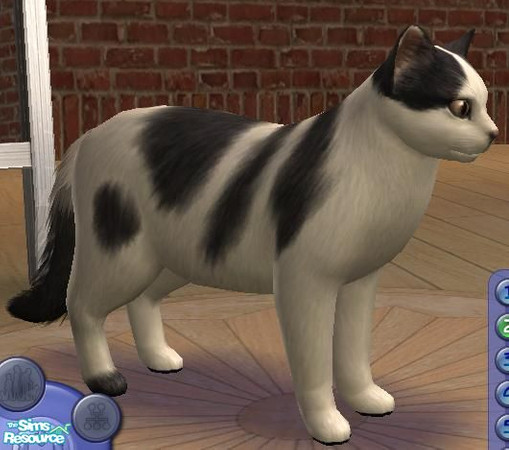 Sims 2 — My Cat by Griffinsong — A sim approximation of my irl cat. He's plain, but could you resist those cute eyes and
