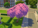 Sims 4 — phoenixvalleystables - Weeping Cherry Tree Recolour by phoenixvalleystables — A recolour of the Weeping Cherry