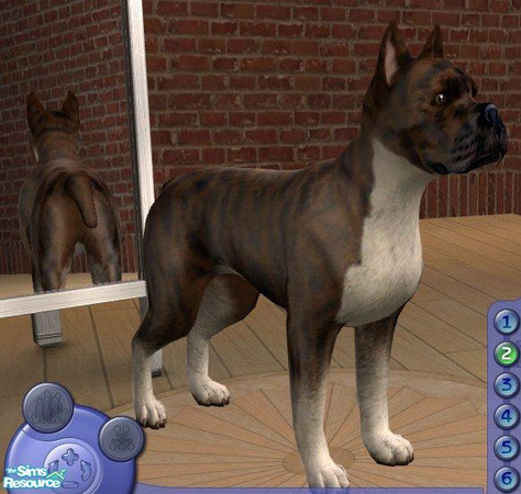 Sims 2 — Boxer - Brindle by Songe — A more realistic boxer