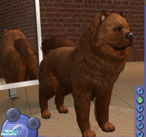 Sims 2 — Chow Chow by Songe — My version of the rough-haired chow chow