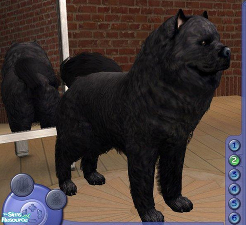 Sims 2 — Chow chow - Black by Songe — A more realistic chow chow - in black