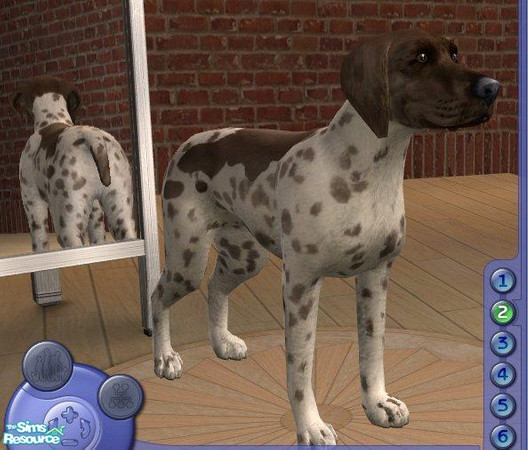 Sims 2 — German Shorthaired Pointer by Songe — 