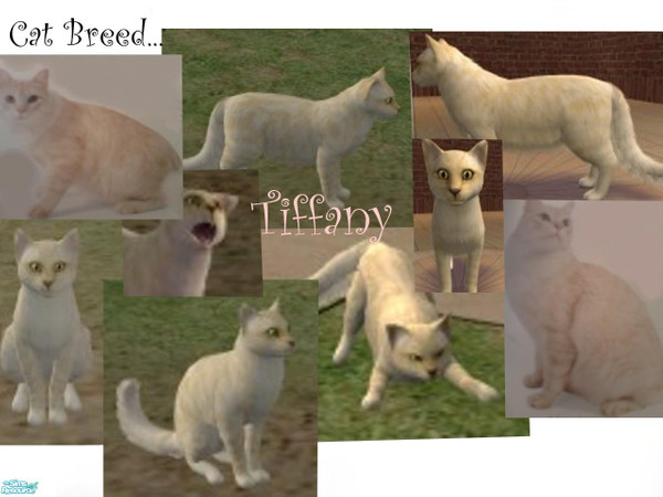 Sims 2 — Tiffany by Revolution93 — Well, I tried my best to create this cat breed called Tiffany. It looks really cute in