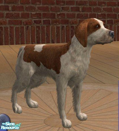 Sims 2 — Brittany by Songe — A more realistic brittany - this one is a small dog.