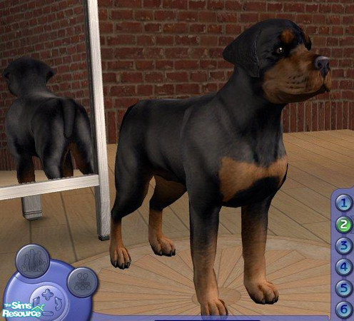 Sims 2 — Rottweiler by Songe — A more realistic rottweiler