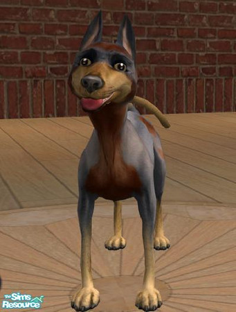 Sims 2 — Roadrunner by ravynangel — Meep Meep! This breed is naturally hyper and should be encouraged to run around