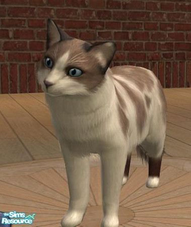Sims 2 — China Doll by ravynangel — This kitty is based on my kitty, Leilani. She is a Balinese/Ragdoll mix - I call the