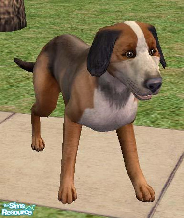 Sims 2 — Kerry Beagle by Freelance_Wolf — The Kerry Beagle is much larger than the Beagle, originating in Ireland in the