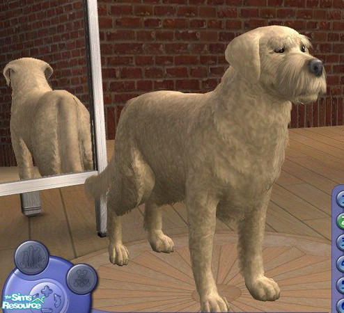 Sims 2 — Labradoodle by Songe — 