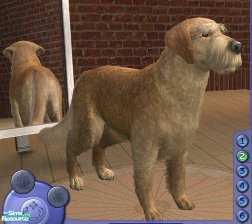 Sims 2 — Goldendoodle by Songe — 