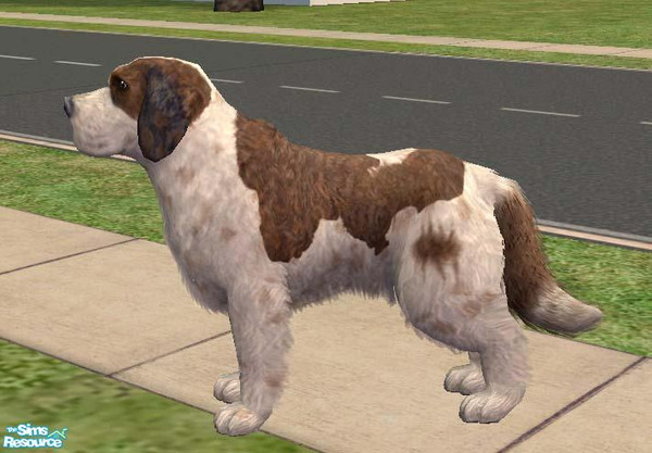 Sims 2 — St. Bernard by Freelance_Wolf — One of the heaviest breeds, this Swedish breed is very gentle with children,