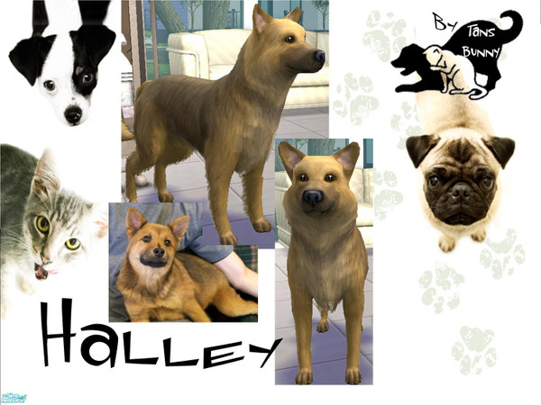 Sims 2 — Halley by tansbunny — This playful dog, loves playing with children. Does not get on well with other dogs. Hope