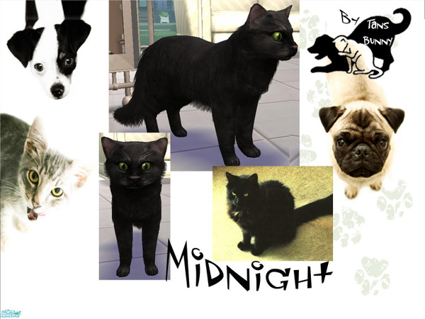 Sims 2 — Midnight by tansbunny — Silky black fur. Loves dry food. Plays well with other cats. Very sweet. Does not like