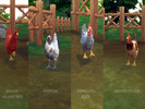 Sims 4 — Crucible's Chicken Breeds Pack #1 by CrucibleGaming — This pack adds four new breeds of chicken, for a total of