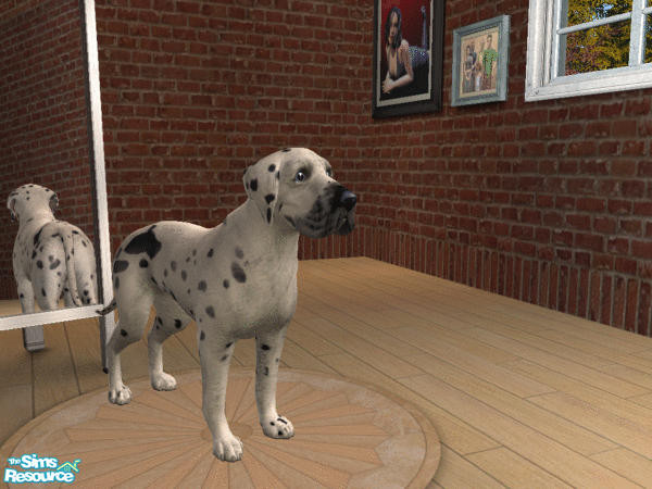 Sims 2 — Natural Ears Great Dane Set - Harlequin by calienrealmscat — The base color shall be pure white with black torn