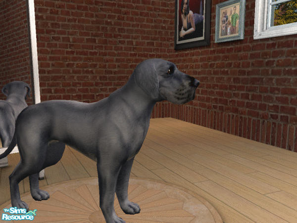 Sims 2 — Natural Ears Great Dane Set - Blue by calienrealmscat — Blue--The color shall be a pure steel blue. White