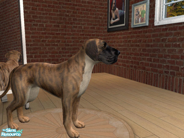 Sims 2 — Natural Ears Great Dane Set - Brindle by calienrealmscat — Brindle--The base color shall be yellow gold and