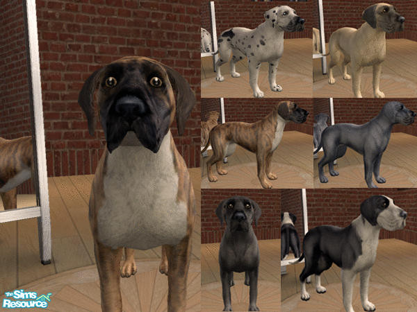 Sims 2 — Natural Ears Great Dane Set by calienrealmscat — These Danes are natural eared. A danes ears normally hang and