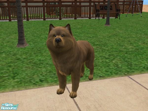 Sims 2 — Chow/Wolf Mix by Jolee13 — Beautiful Chow Wolf Mix. Very Friendly and Fun. The Mother is my Chow in the game and
