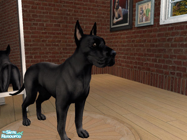 Sims 2 — Great Dane Set - Black Dane by calienrealmscat — Black--The color shall be a glossy black. White markings at the