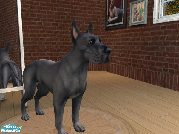 Sims 2 — Great Dane Set -Blue Dane by calienrealmscat — Blue--The color shall be a pure steel blue. White markings at the
