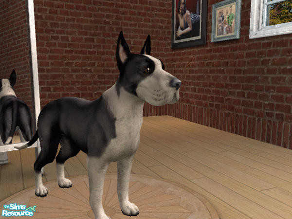 Sims 2 — Great Dane Set - Mantle Dane by calienrealmscat — "The color shall be black and white with a solid black