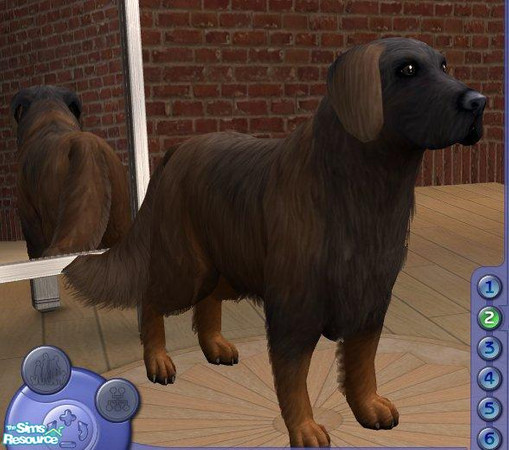 Sims 2 — Leonberger by Songe — 