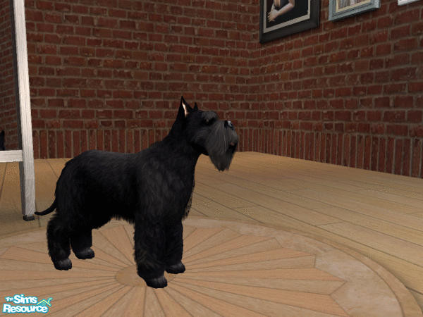 Sims 2 — Scottish Terrier by calienrealmscat — 