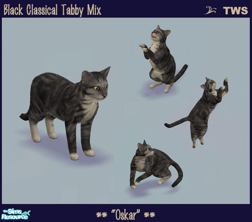 Sims 2 — Black Classical Tabby Mix by wildstar24 — A moggie (mix breed) featuring silver classical tabby patterning on a
