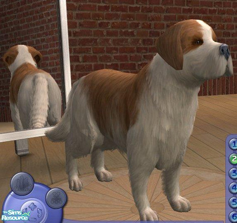 Sims 2 — Saint Bernard by Songe — 