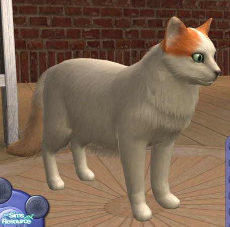 Sims 2 — Turkish Van by Songe — This one has two eyes of different colors!