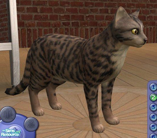 Sims 2 — Bengal by Songe — 