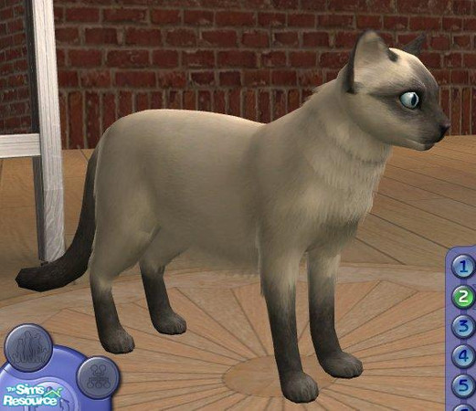 Sims 2 — Siamese by Songe — Another version of the Siamese - rounder than the default one.