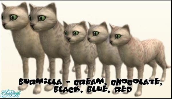 Sims 2 — Burmilla by ddgangel — The Burmilla is a gentle, intelligent and extremely affectionate cat with an exceptional