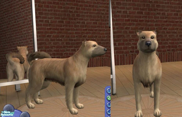 Sims 2 — Malcom by teufelsmienchen — Big Dog Mischling