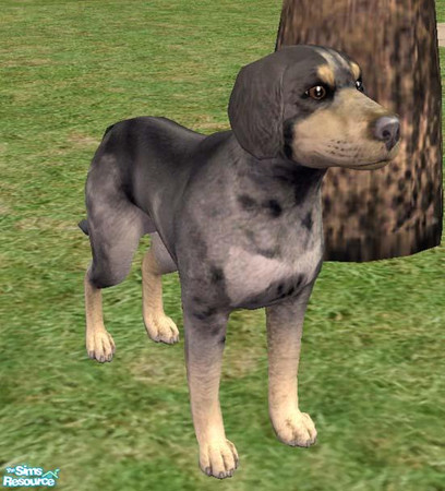 Sims 2 — Catahoula Leopard Dog by Freelance_Wolf — This muscle-bound dog is used for many purposes besides hunting. It is