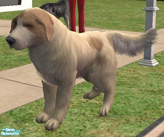 Sims 2 — Pyrenean Mountain Dog by Freelance_Wolf — Similiar in appearance to the Pyrenean Mastiff, the Mountain Dog is